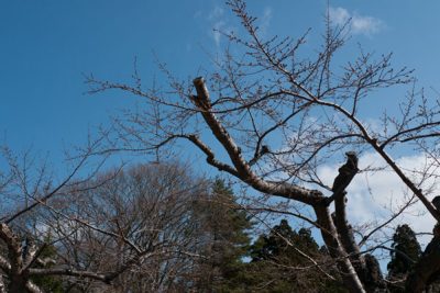 2014年度日本北海道員工旅遊