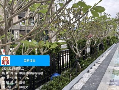 淳白