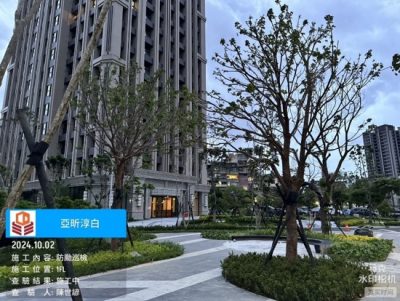 淳白